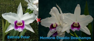 C. purpurata CG1896 (semialba 'Estrela Polar' x semialba 'Memoria Claudio Deschamps') 洋蘭 原種
