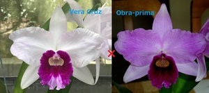 C. purpurata CG1755 (tipo claro 'Vera Cruz' x tipo 'Obra-prima') 洋蘭 原種