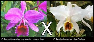 C. percivaliana x sib (rubra marmorata 'Princesa Lara' x coerulea 'Ondine') 洋蘭 原種