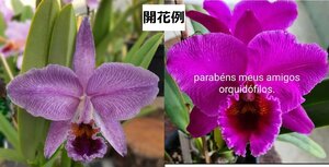 C. percivaliana f. rubra x sib ('Remolacha' x 'Corazon') 洋蘭 原種