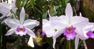 C. purpurata (russeliana '06 Dalcio' x lilacina 'Dalcio') 洋蘭 原種