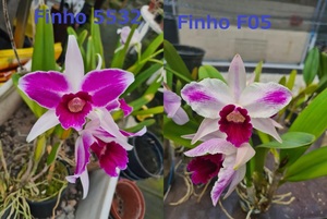 C. purpurata CG2041 (flamea 'Finho 5532' x flamea 'Finho F05') 洋蘭 原種