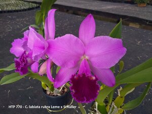 C. labiata rubra x sib HTP770 ('Leme' x 'Schuller') 洋蘭 原種