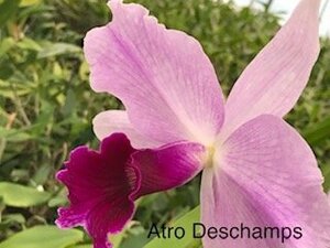 C. purpurata CG1353 (atropurpurea '155 Deschamps' x self) 洋蘭 原種