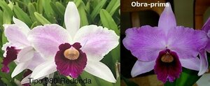 C. purpurata CG1862 (tipo '980 #1 Redonda' x tipo 'Obra Prima') 洋蘭 原種