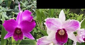 C. purpurata CG2031 (sanguinea 'Finho 1904' x striata 'Finho 5533') 洋蘭 原種