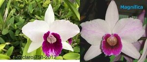 C. purpurata CG1754 (tipo claro '758-2012' x tipo claro 'Magnifica') 洋蘭 原種