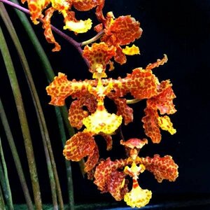 Trichocentrum stacyi 洋蘭 原種