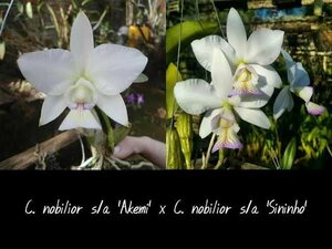 C. nobilior f. semialba x sib ('Akemi' x 'Sininho') 洋蘭 原種