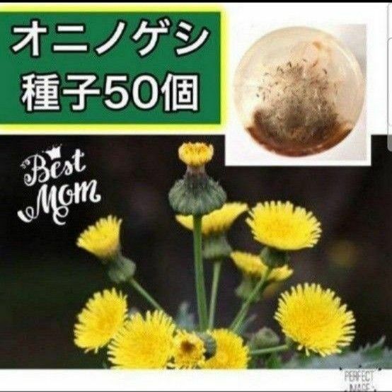 【同梱で50円値引き】オニノゲシ　種子　50個