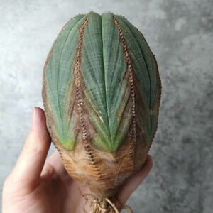 【B4491】SS級巨大12cm ヴィンテージ株！！【極上特選大株！！】ユーフォルビア オベサ Euphorbia obesa ( 検索 アガベ 多肉植物 )