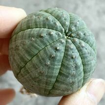 【B4600】【選抜株】ユーフォルビア オベサ Euphorbia obesa ( 検索 アガベ 塊根植物 多肉植物 )_画像1