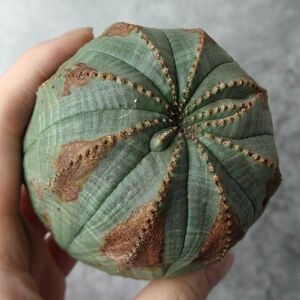 【B4501】SS級激シブヴィンテージ株！【極上特選大株！！】ユーフォルビア オベサ Euphorbia obesa ( 検索 アガベ 多肉植物 )