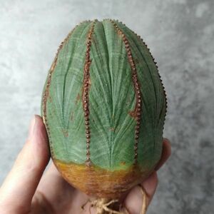 【B4507】SS級10cm超巨大株！！【極上特選大株！！】ユーフォルビア オベサ Euphorbia obesa ( 検索 アガベ 多肉植物 )