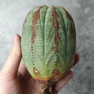 【B4512】SS級10cm巨大ヴィンテージ株！！【極上特選大株！！】ユーフォルビア オベサ Euphorbia obesa ( 検索 アガベ 多肉植物 )