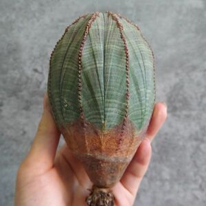 【B4801】SS級11cm巨大ヴィンテージ株！！【極上特選大株！！】ユーフォルビア オベサ Euphorbia obesa ( 検索 アガベ 多肉植物 )