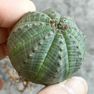 【B4646】【選抜株】ユーフォルビア オベサ Euphorbia obesa ( 検索 アガベ 塊根植物 多肉植物 )
