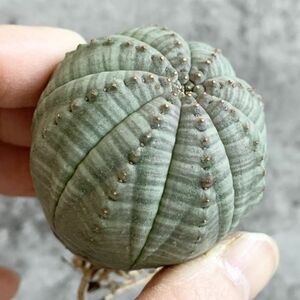 【B4651】【選抜株】ユーフォルビア オベサ Euphorbia obesa ( 検索 アガベ 塊根植物 多肉植物 )