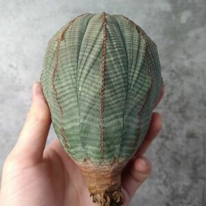 【B4822】SS級巨大12㎝ヴィンテージ株！【極上特選大株！！】ユーフォルビア オベサ Euphorbia obesa ( 検索 アガベ 多肉植物 )