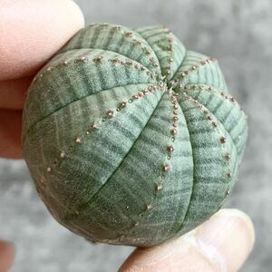 【B4657】【選抜株】ユーフォルビア オベサ Euphorbia obesa ( 検索 アガベ 塊根植物 多肉植物 )