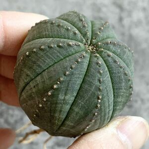 【B4658】【選抜株】ユーフォルビア オベサ Euphorbia obesa ( 検索 アガベ 塊根植物 多肉植物 )