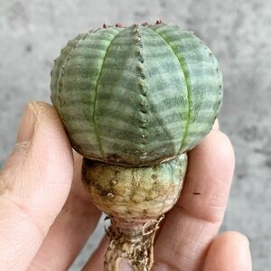 【B4660】【選抜キノコ型株】ユーフォルビア オベサ Euphorbia obesa ( 検索 アガベ 塊根植物 多肉植物 )