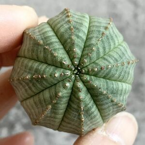 【B4668】【選抜株】ユーフォルビア オベサ Euphorbia obesa ( 検索 アガベ 塊根植物 多肉植物 )