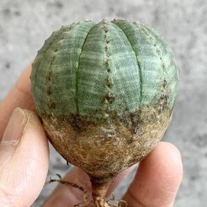 【B4669】【選抜株】ユーフォルビア オベサ Euphorbia obesa ( 検索 アガベ 塊根植物 多肉植物 )