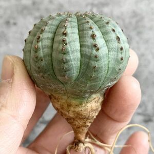 【B4674】【選抜株】ユーフォルビア オベサ Euphorbia obesa ( 検索 アガベ 塊根植物 多肉植物 )