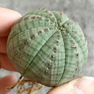 【B4686】【選抜株】ユーフォルビア オベサ Euphorbia obesa ( 検索 アガベ 塊根植物 多肉植物 )