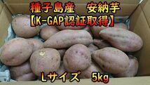 【本場種子島産】安納芋紅Lサイズ　5キロ　完熟！ねっとり！【K-GAP取得】_画像1