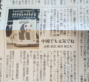 c 永明さん 新聞記事 2023.2.23 アドベンチャーワールド ジャイアントパンダ