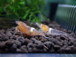 【hizashi★shrimp】A6/抱卵個体/現物出品/金目遺伝子系☆ゴールデンアイ３匹　*fan-shrimp血統★（ビギナーセット） 即決プレゼント→エサ