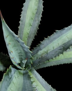 アガベ アメリカーナ エクスパンサ パリーダ レモンライム 抜き苗発送 Agave americana expansa pallida lemonlime