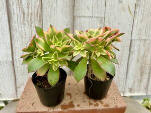 多肉植物 アエオニウム キウイ2ポット 寄せ植えに。