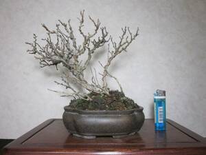  rare old tree feeling on . Chojubai bonsai tree manner . exist stock .. tailoring blow . sink bring-your-own. shohin bonsai height of tree 22 centimeter ( ground . from 17 centimeter )