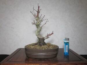  old tree feeling on . mountain maple yamamomiji root trim is good underfoot manner . exist writing person style. pattern tree bring-your-own. shohin bonsai height of tree 24 centimeter ( ground . from 19 centimeter ) ellipse pot 