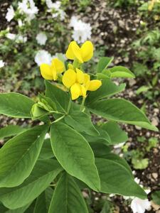 花種　千代萩　センダイハギ　宿根　多年草　約20粒　北海道より