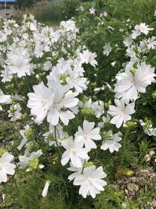 ムスクマロー　種　白　宿根草　花殻10個　北海道より