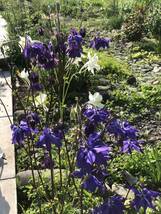 花種　オダマキ　紫　宿根草　約20粒　北海道より_画像2