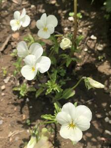 ビオラ　花種　白　白紫　白系　白黄色　白ピンク　愛しい花　北海道より