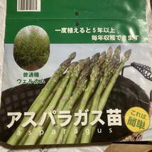 ★数量３　Mサイズ　１度植えると５年以上、毎年収穫！アスパラガス ウエルカム 苗 10株セット_画像2