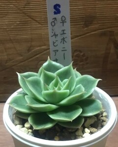 エケベリア　エボニー×シャビアナ　実生苗　多肉植物