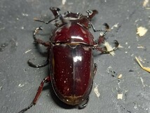 赤レギウス♂単品(親 赤レギ×赤レギ)新生虫未使用 赤色等は写真でご確認。♂68.6 ⑨_画像4