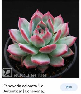 E.Colorata Autentica コロラータ アウテンティカ 種子 30粒 ゴンザレスさん エケベリア 実生 多肉植物