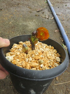 山野草　福寿草　秩父紅　　茎元が黒いですが生育には異常なし