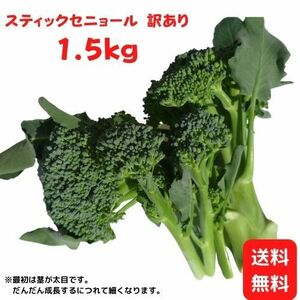 朝どり ティックセニョール （茎ブロッコリー） 1.5ｋｇ 新鮮野菜 産地直送 朝採れ野菜 山口産