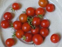  固定種 カラントトマト 種子 10粒 リトルジュリア_画像2