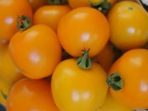 固定種 中玉トマト 種子 20粒 ミニオレンジ