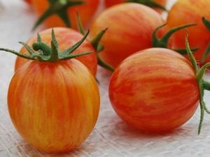 固定種 ミニトマト 種子 20粒 サンライズバンブルビー 
